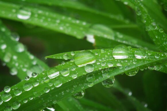 FIELDS DROPS