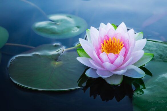 LOTUS FLOWER