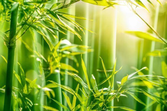 GREEN BAMBOO