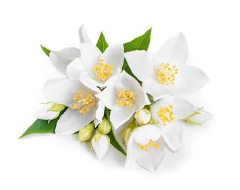 JASMINE