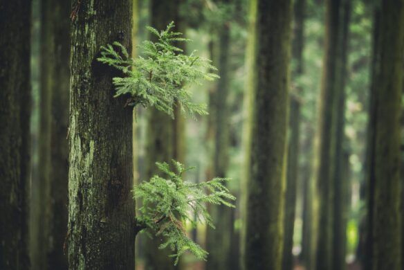 CEDAR SANTAL