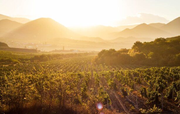 THE VIGNES