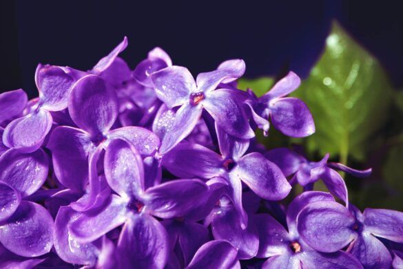VIOLET