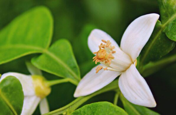 WHITE ORANGE BLOSSOM